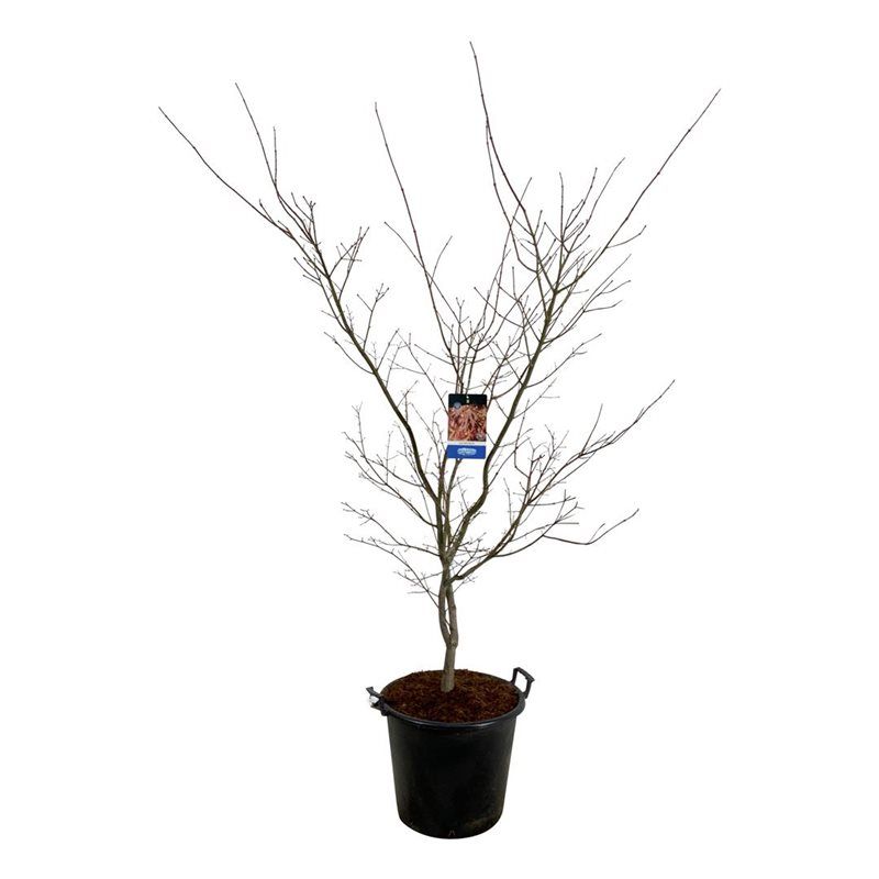 Acer North Wind ®, D 50 cm