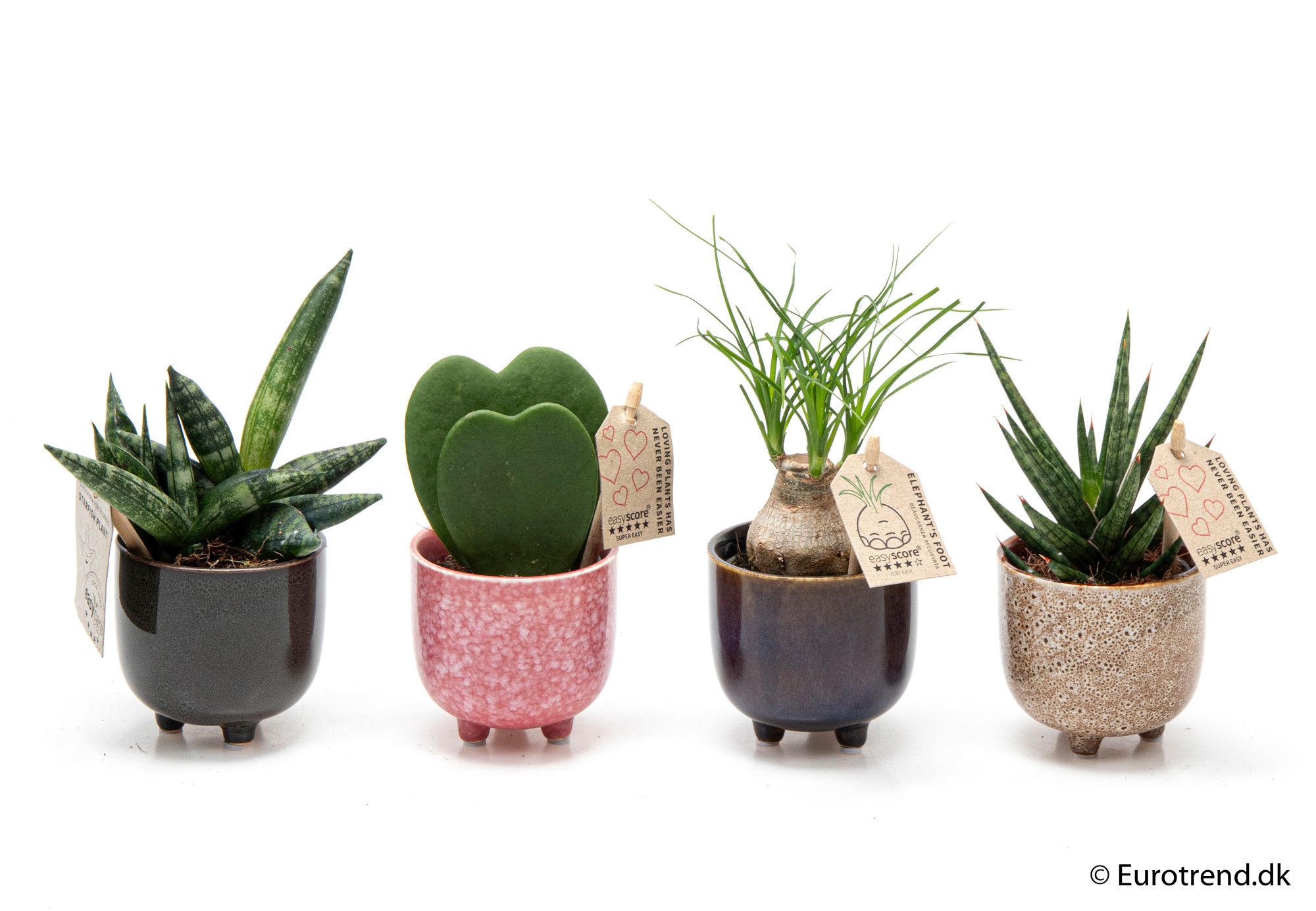 Sansevieria, Hoya & Beaucarnea recurvata mix in ceramic - New Look 2025, D 6
