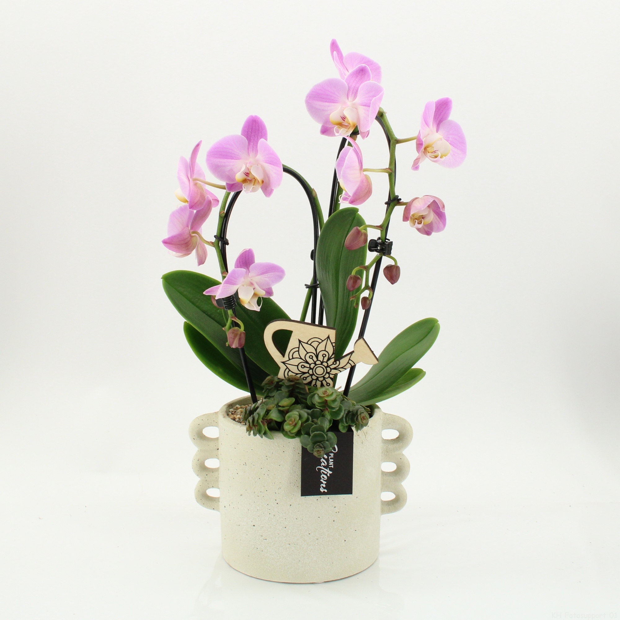 PHAL-2616RZ Phalaenopsis creatie, D 18