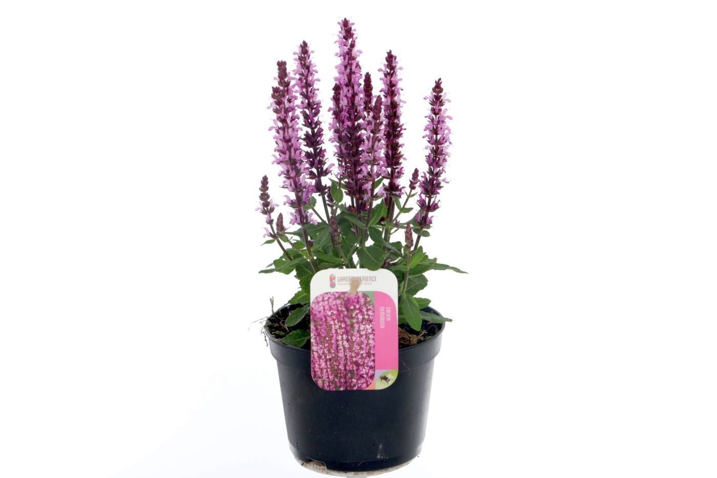 Salvia nemorosa Sens comp Bri Rose, D 13