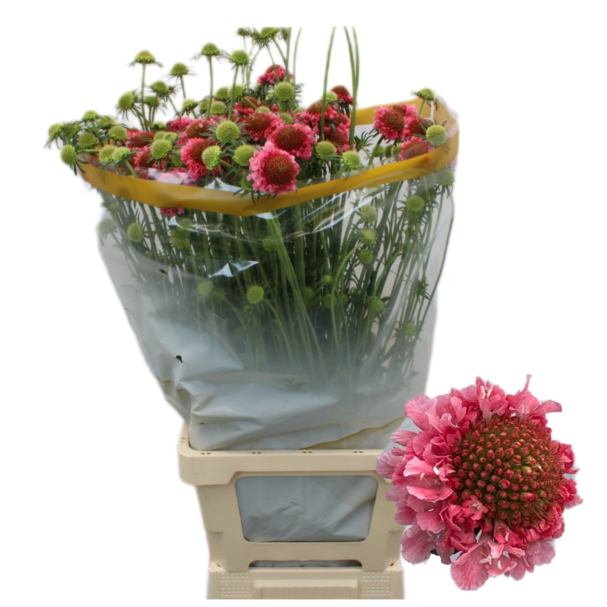 Скабиоза Коттон Кэнди Скуп 70, шт.