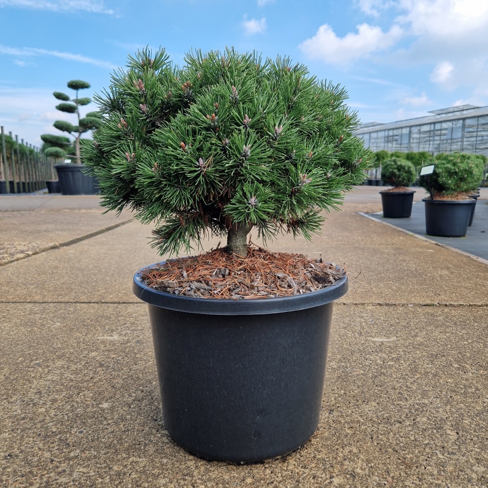 Pinus uncinata 'Heideperle', D 31 cm