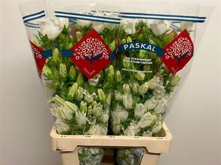 Кампанула Чемпион Вайт 70, шт.