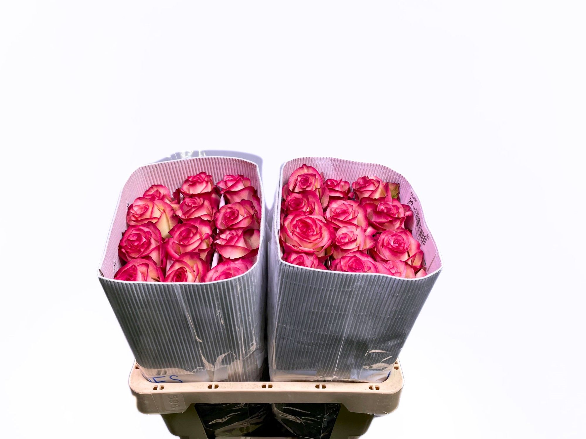 Роза од. Палома 50, шт.