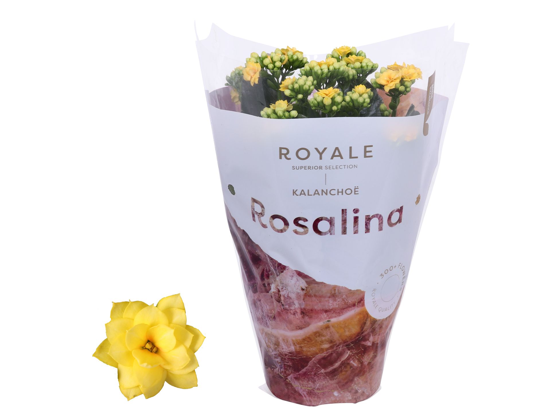 Kalanchoe Rosalina 12cm Royale Amarillo geel, D 12