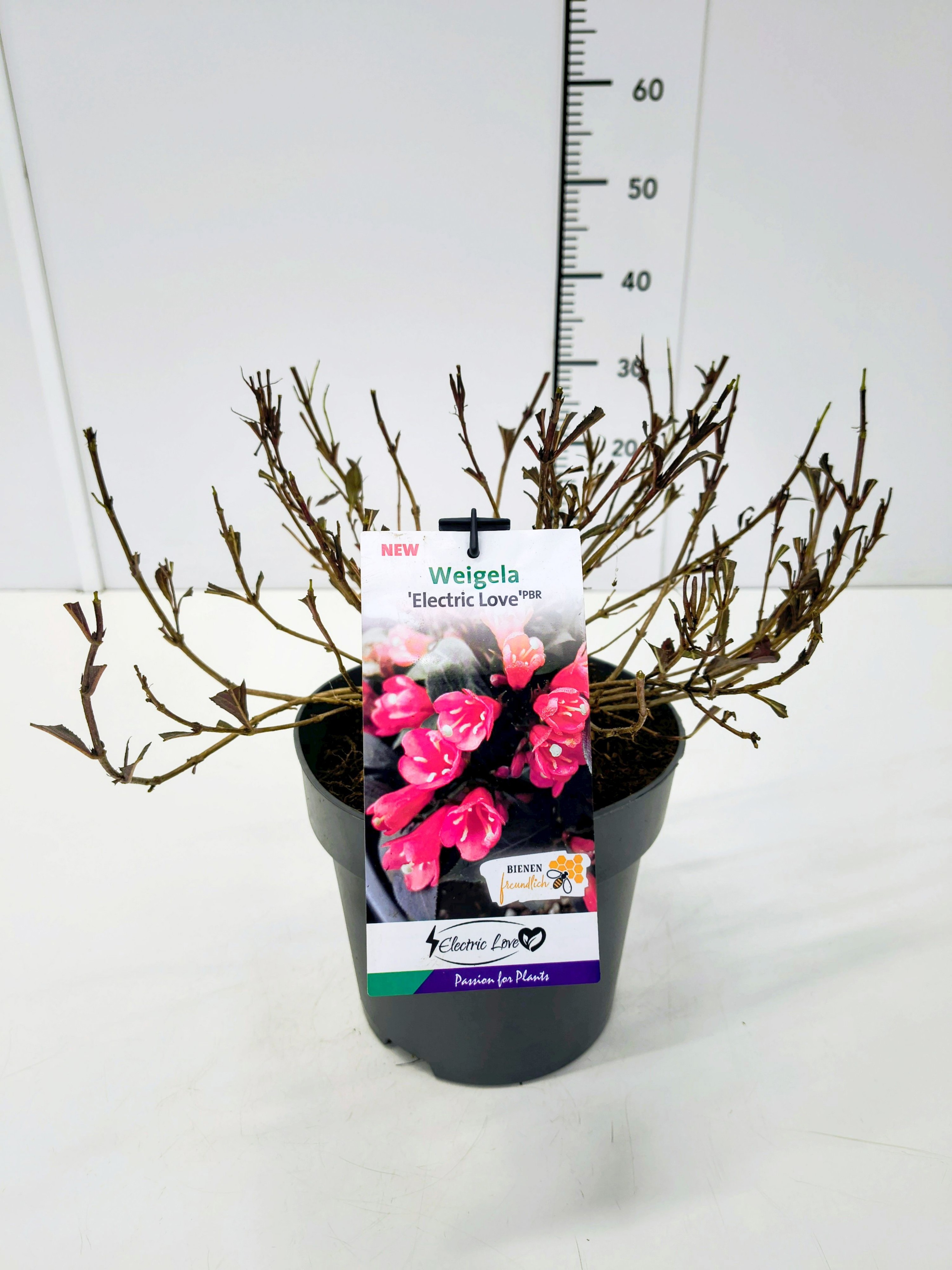 Weigela 'Electric Love' C5, D 23