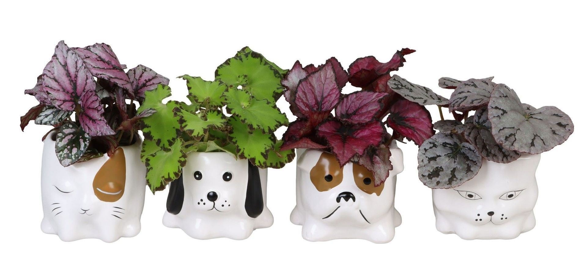 L 66652 with Begonia Rex Mix 6 cm, D 6