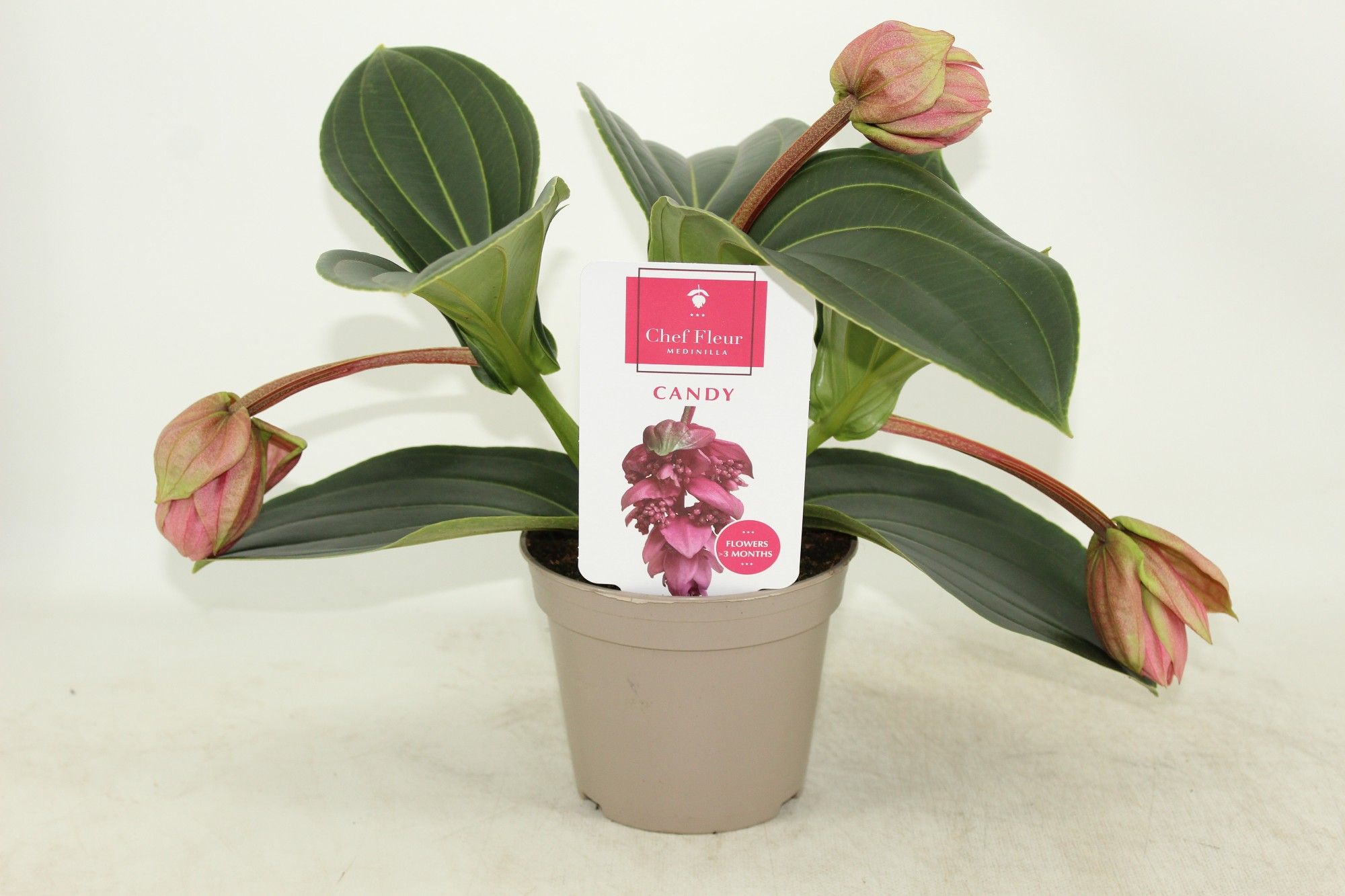 Piccolini Candy 3 knop (Medinilla 1 etage), D 14