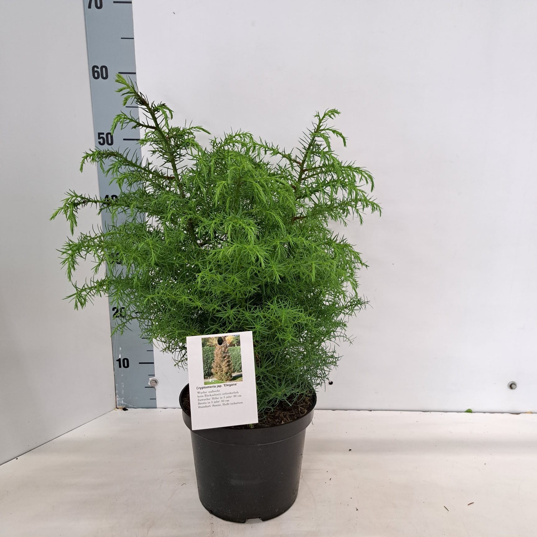 Cryptomeria j. 'Elegans', D 19