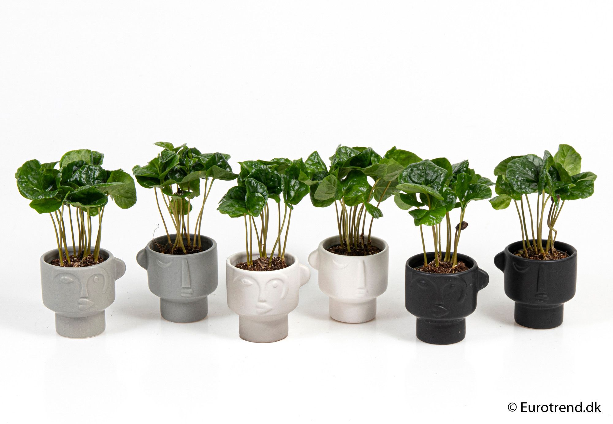 Coffea in ceramic - New Look 2025, D 6