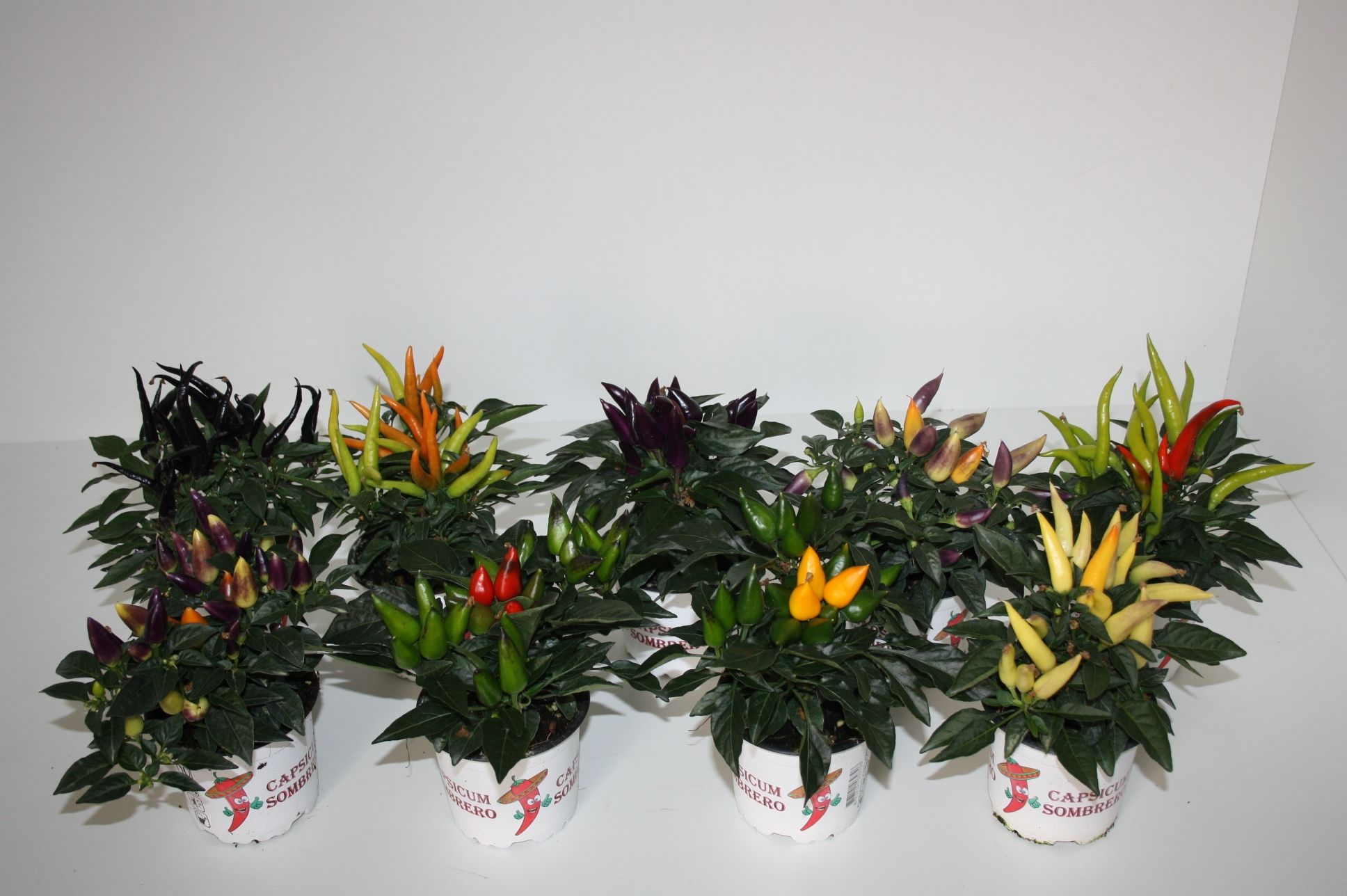 Capsicum Sombrero mixlaag, D 10,5