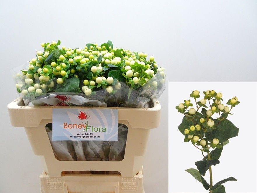 Гипперикум Мэджикал Сноупринц 50, шт.