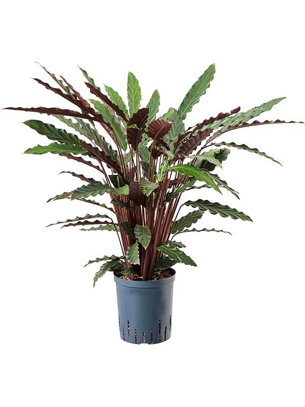Calathea rufibarba 'Wavestar', D 18 cm