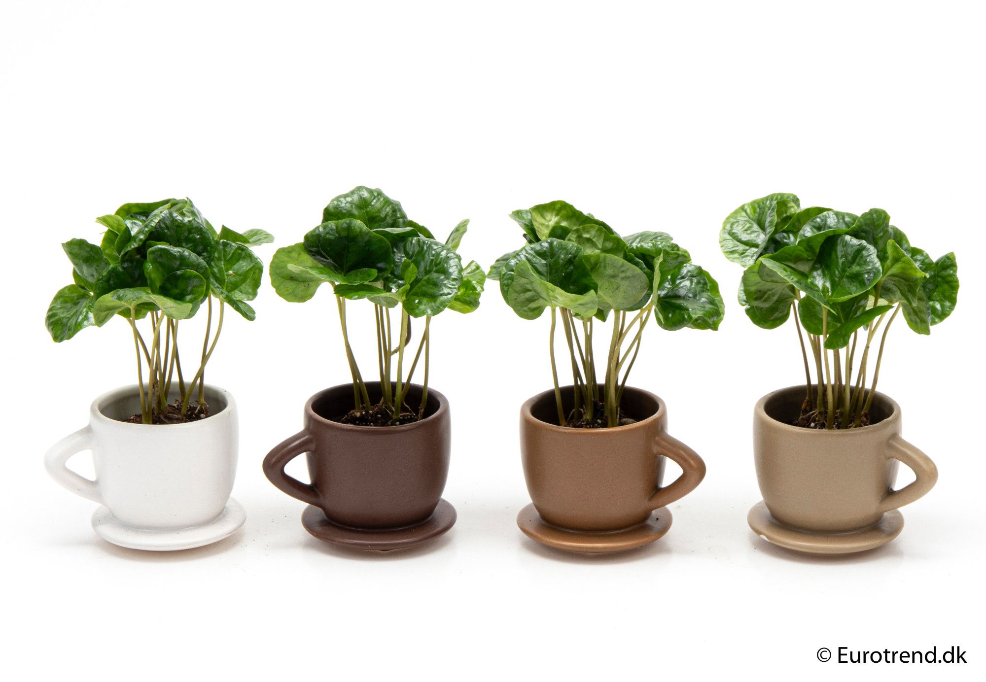 Coffea in ceramic - New Look 2025, D 6