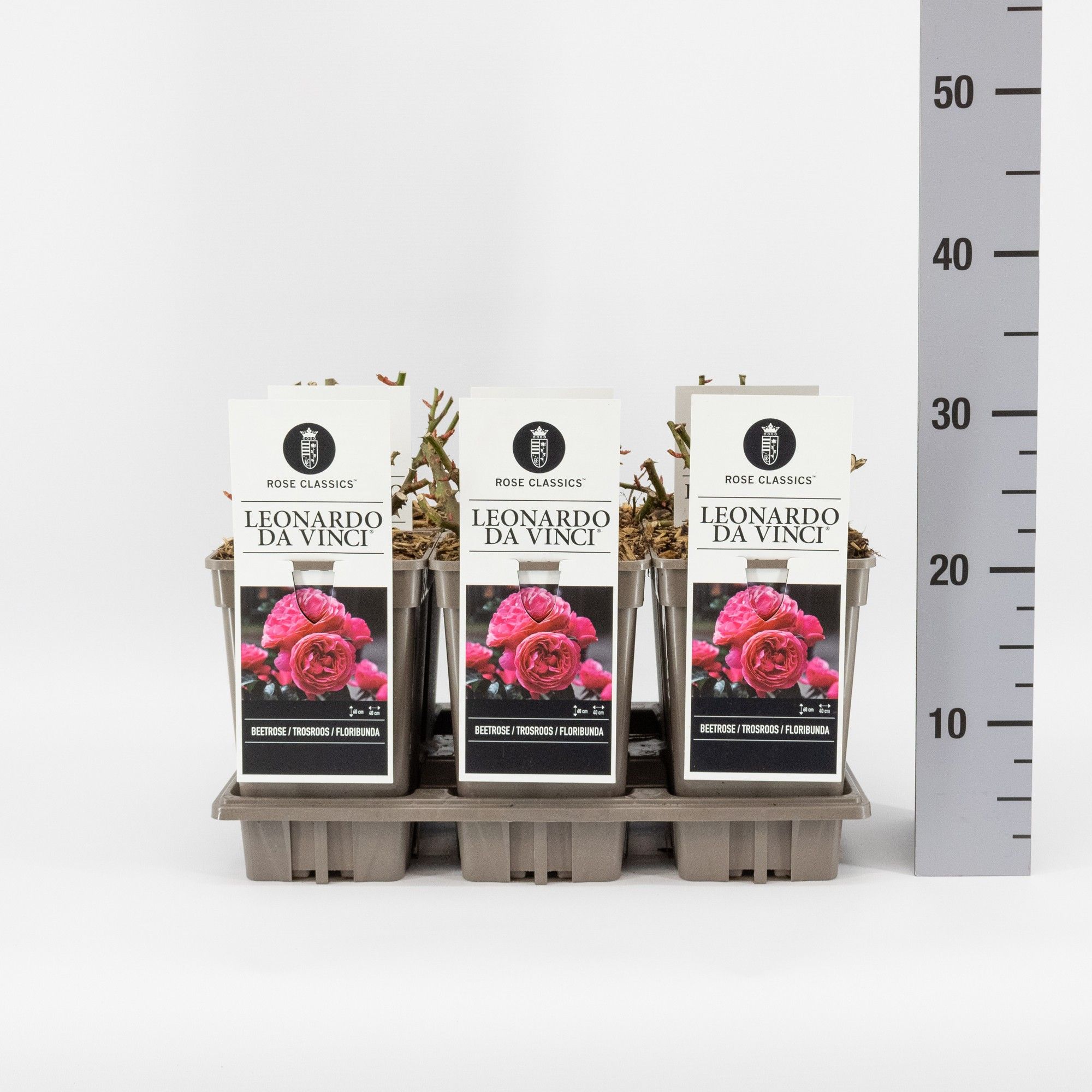 Rosa (F) Leonardo da Vinci ®, C3, D 17 cm