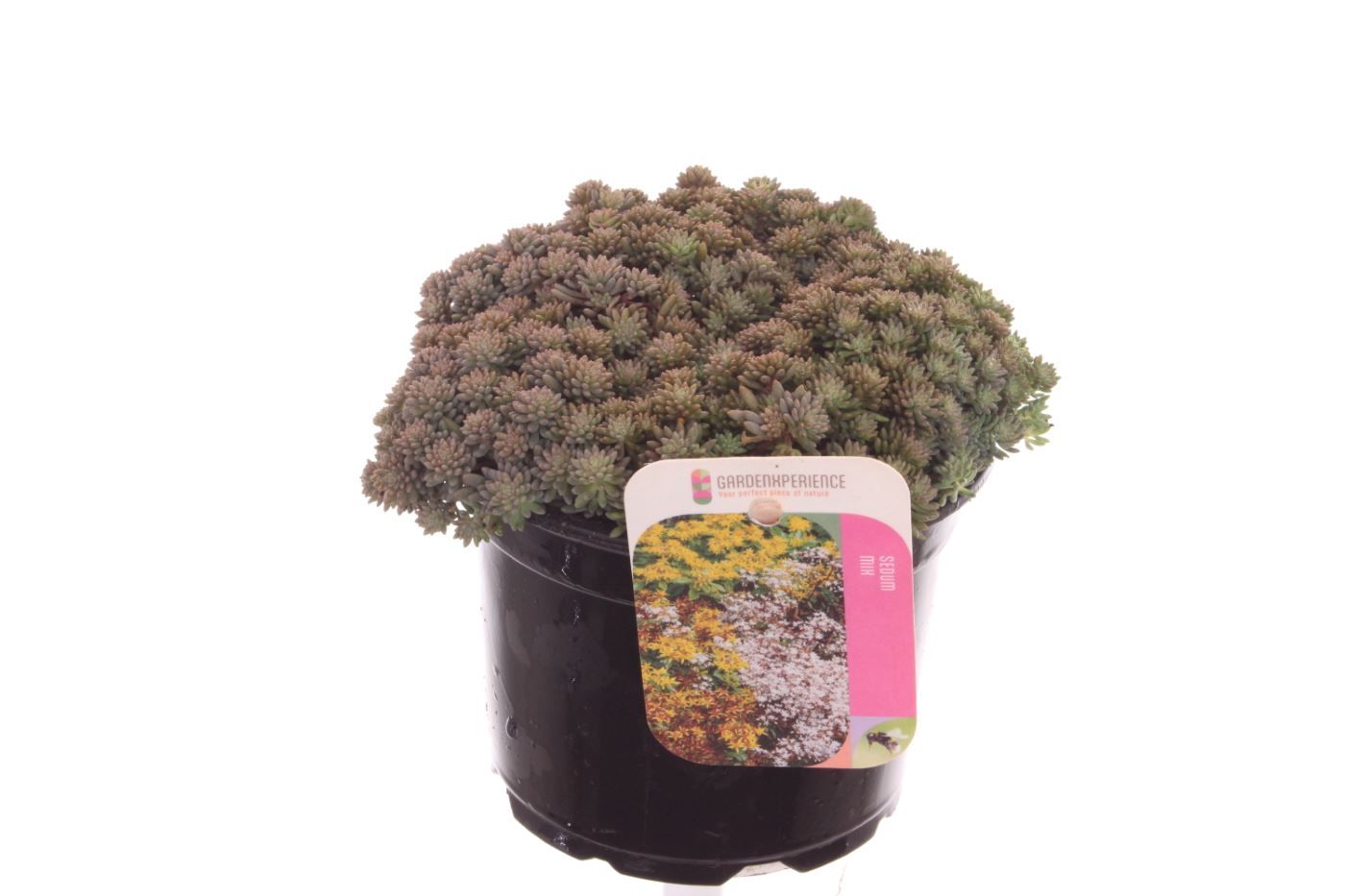 Sedum nevii Silver Frost, D 13