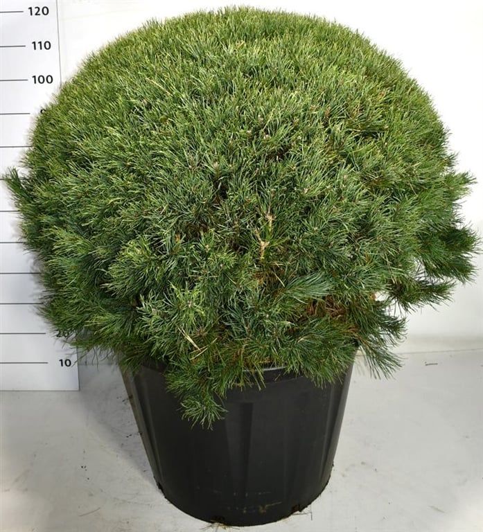 Pinus sylvestris 'Watereri', D 60