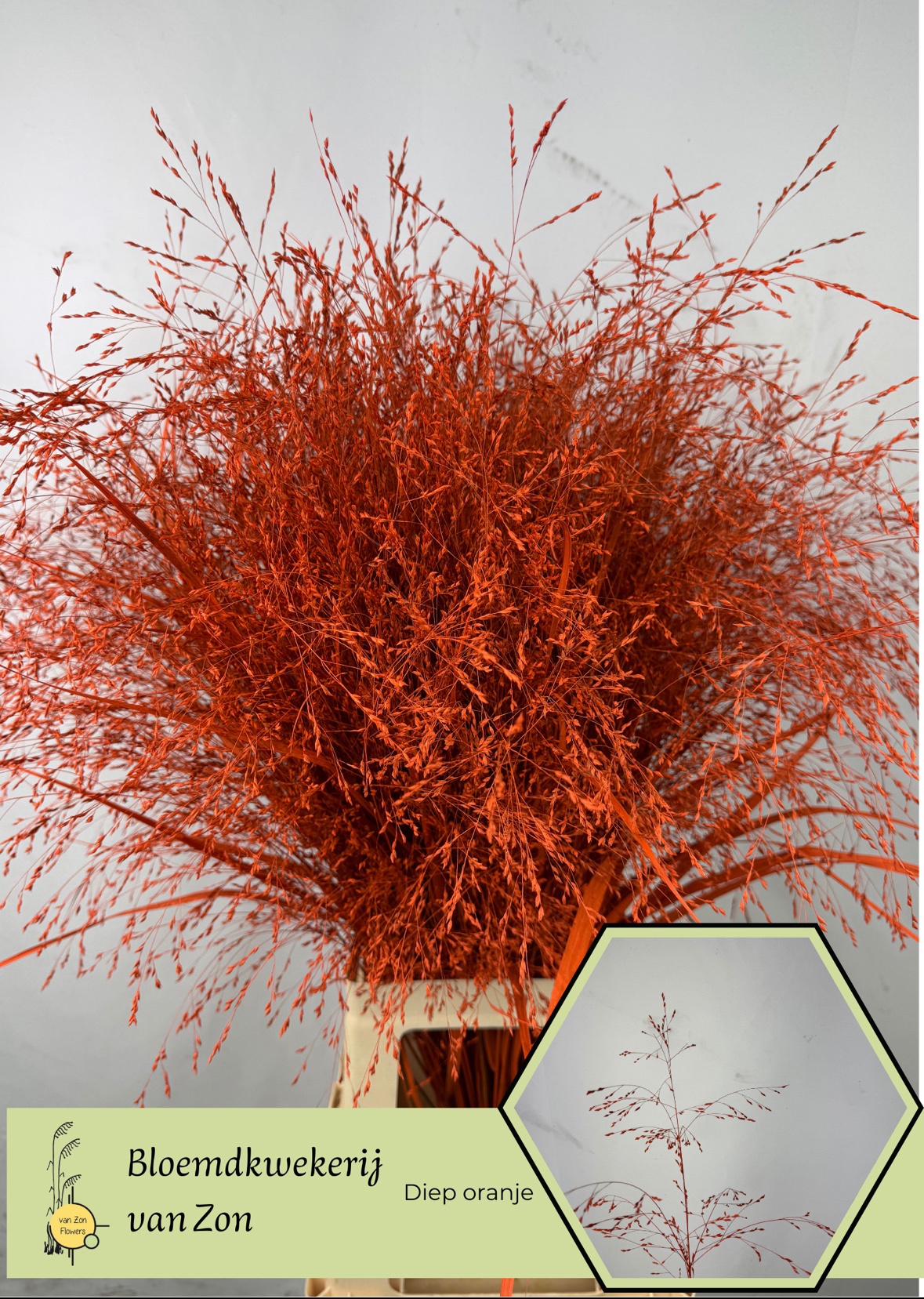 Сирграс Овериг Крашеный (краш. ) 95, шт.