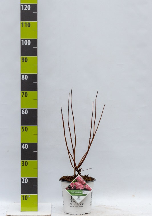 Hydrangea arborescens 'Ruby Annabelle' C 4,6, D 23