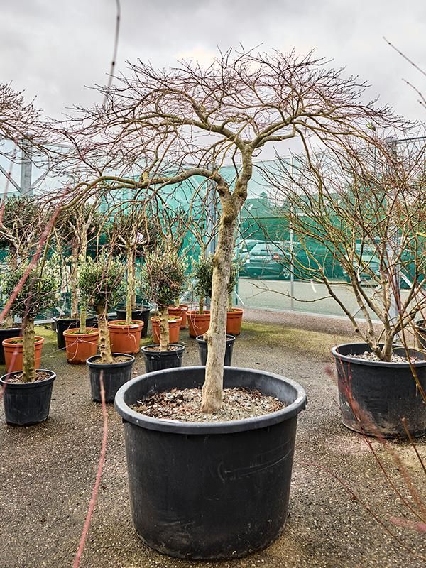 Acer pal. diss. 'Stella Rossa', D 102