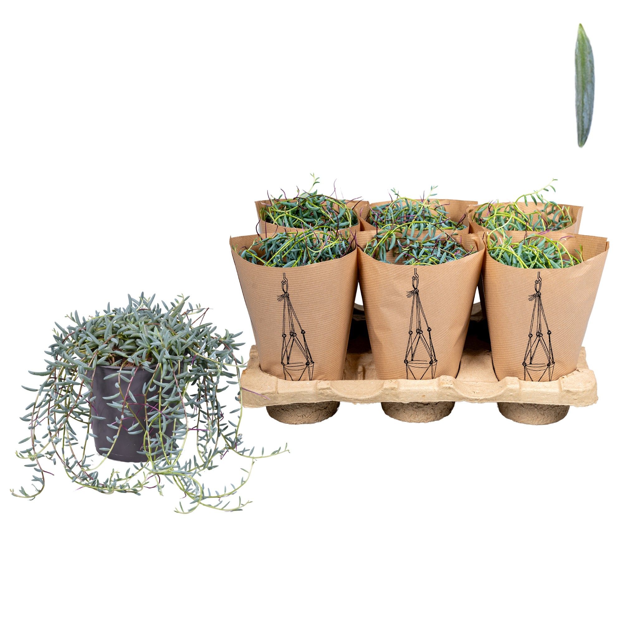 Senecio Hallianus in Papieren Hoes, D 12