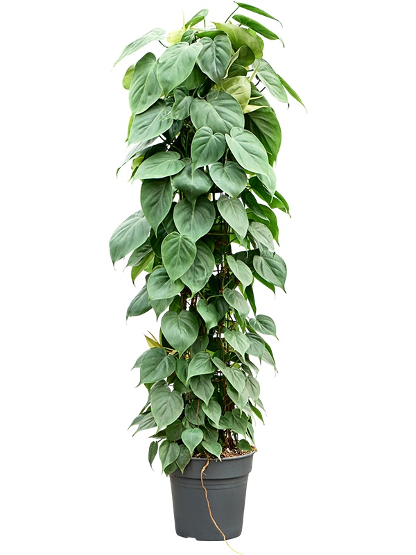 Philodendron scandens, D 24