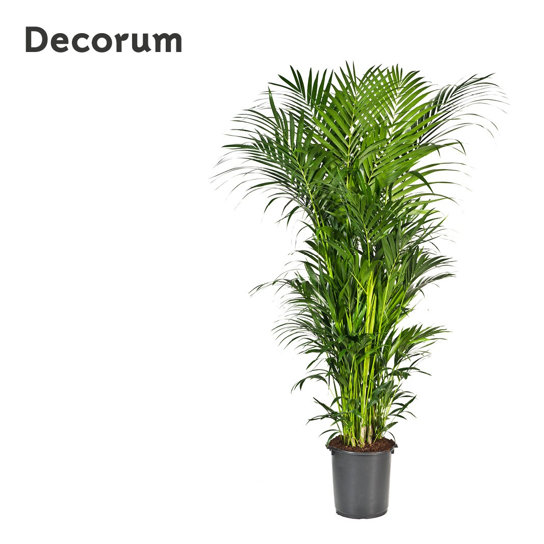Howea forsteriana 250cm (Kentia) Decorum, D 40