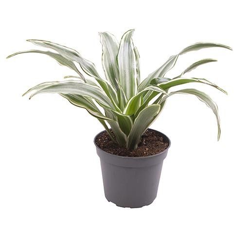 DRACAENA DEREMENSIS 5898 'KANZI', D 6 cm