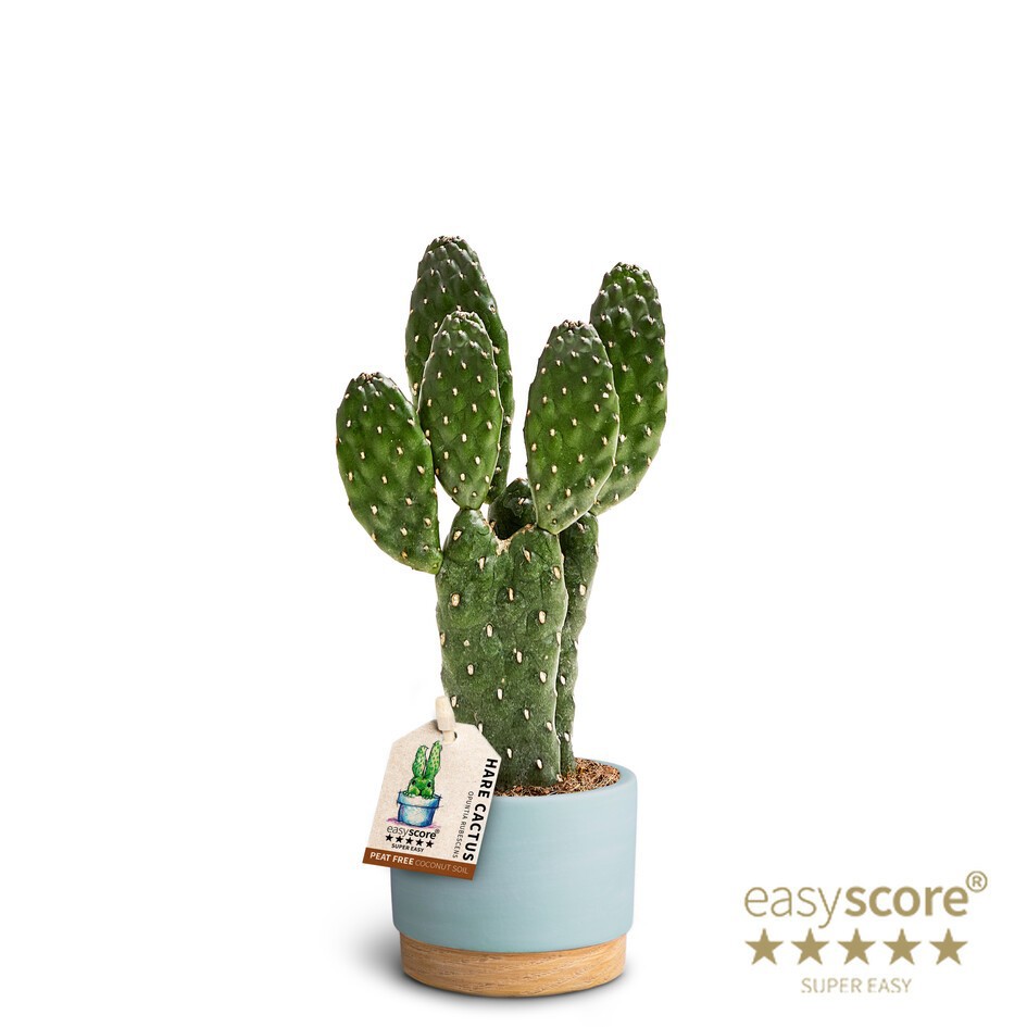 OPUNTIA RUBESCENS 40665087 WB Sky Blue, D 7