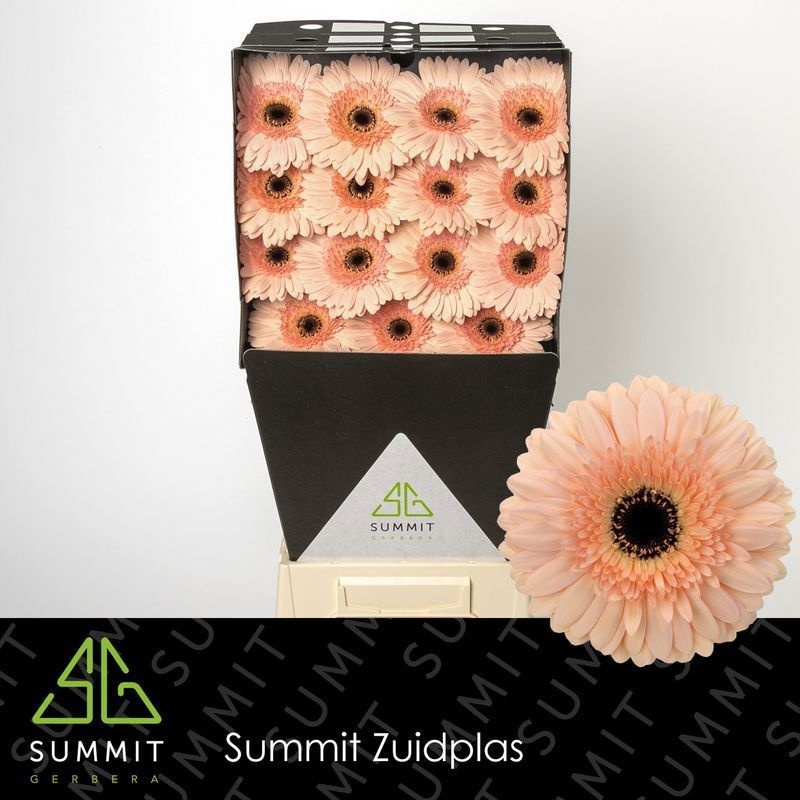 Гербера Кафе Дель Мар x50, шт.