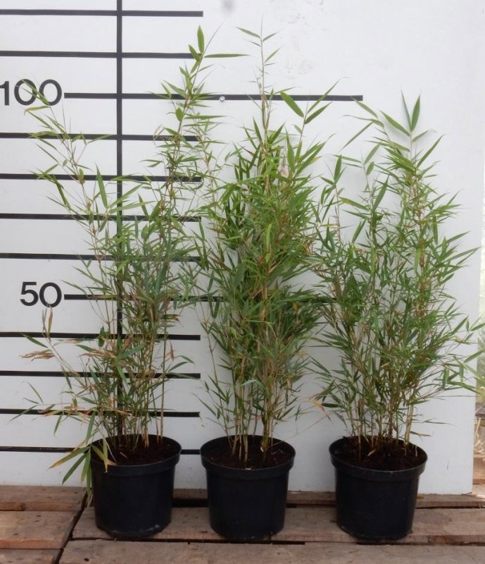 Fargesia robusta 'Campbell', D 23