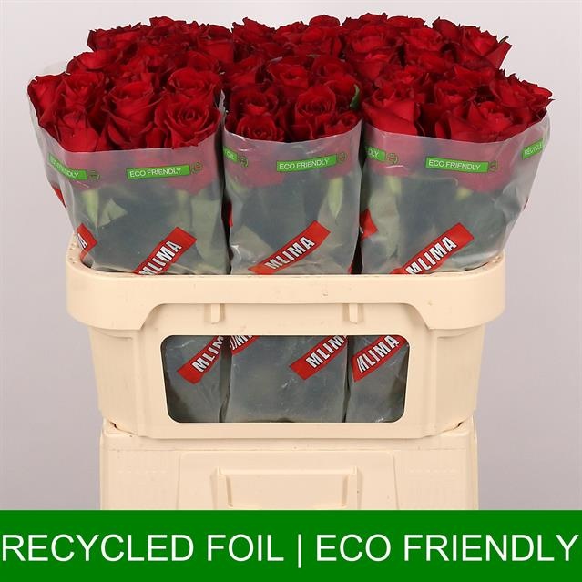 Роза од. Эвер Рэд 70, шт. Роза од. Эвер Рэд 70, шт.