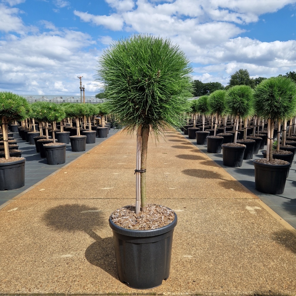 Pinus nigra 'Summer Breeze' ®, D 32 cm