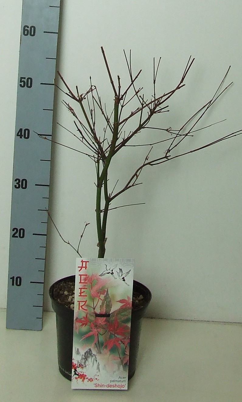 Acer palmatum 'Shin-deshojo' P19 Full CC, D 19