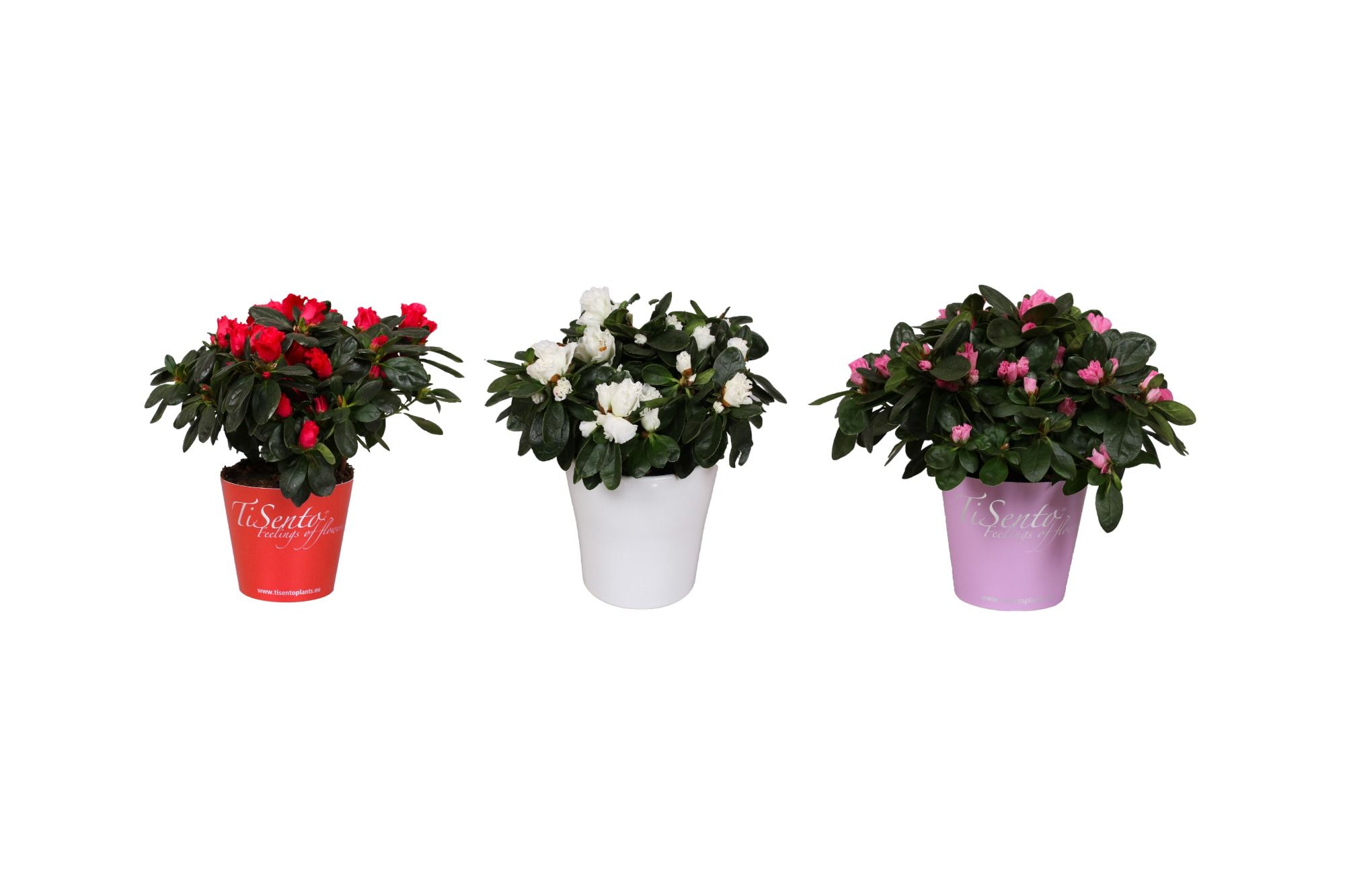 Azalea 12 cm - Smartcup, D 12 cm
