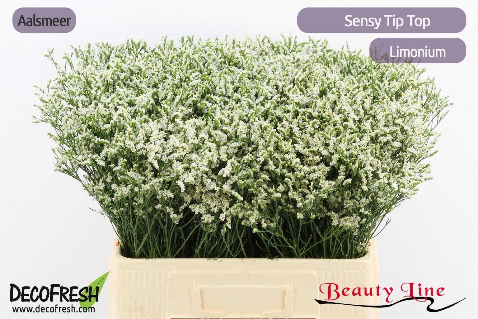 Лимониум Сенси Тип Топ 60, шт.