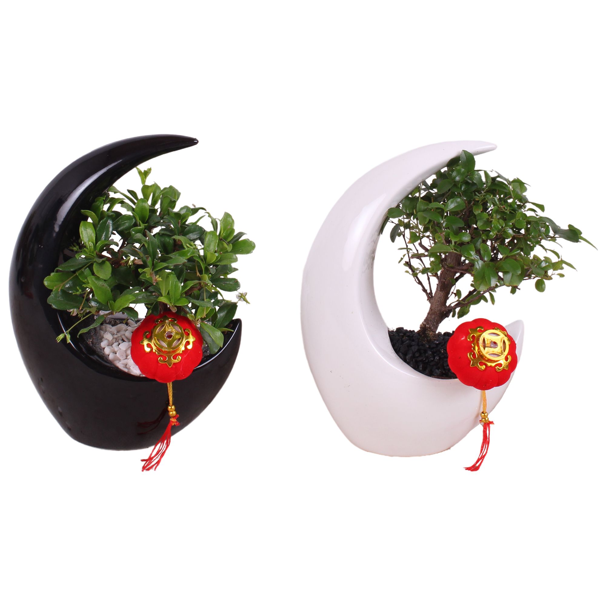 Bonsai Mix pot Ø09cm in Ceramic Moonshape Black/White Ø15cm, D 15