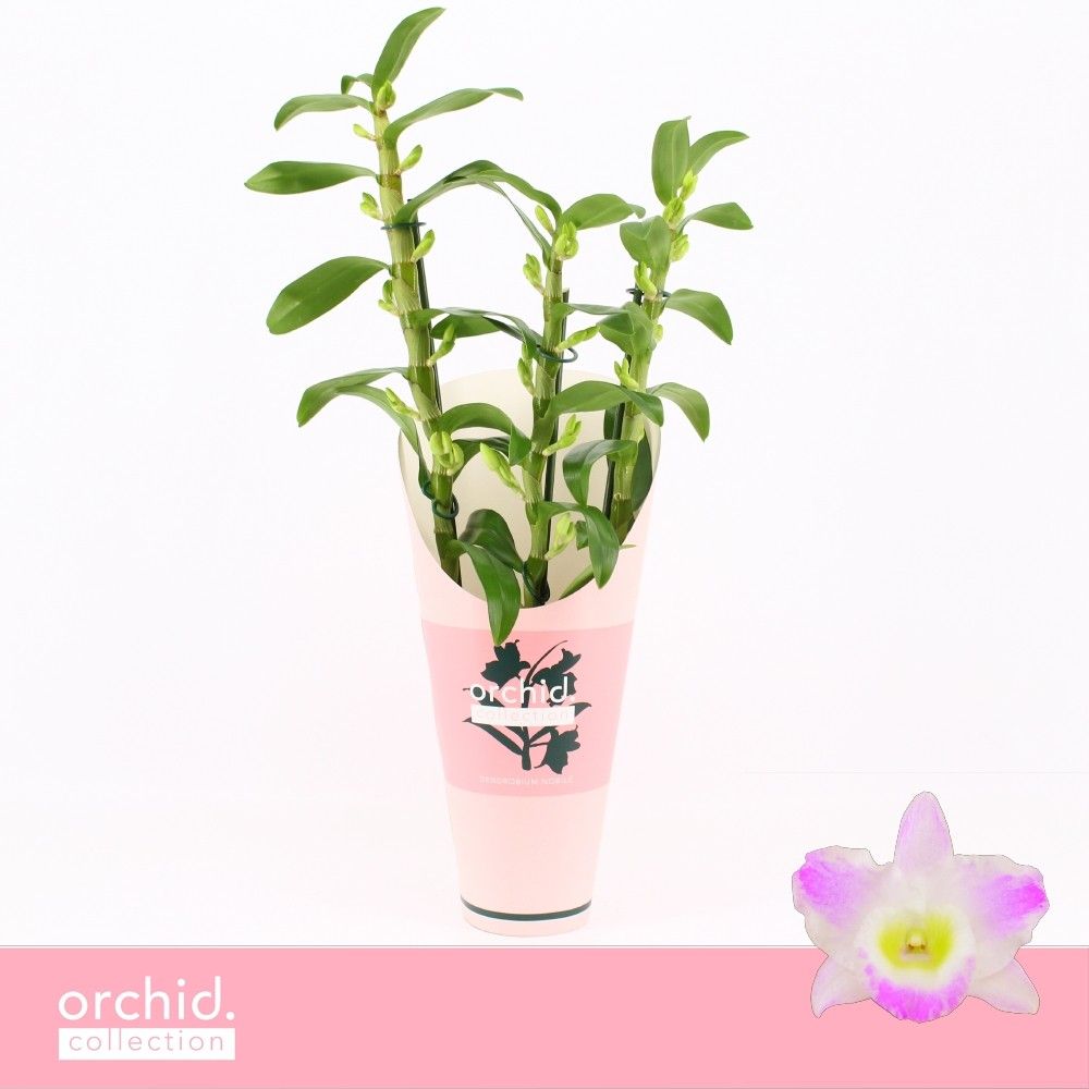 Dendrobium Nobilé, Pandora 3-spike 'Orchid Collection' Potcover, D 12