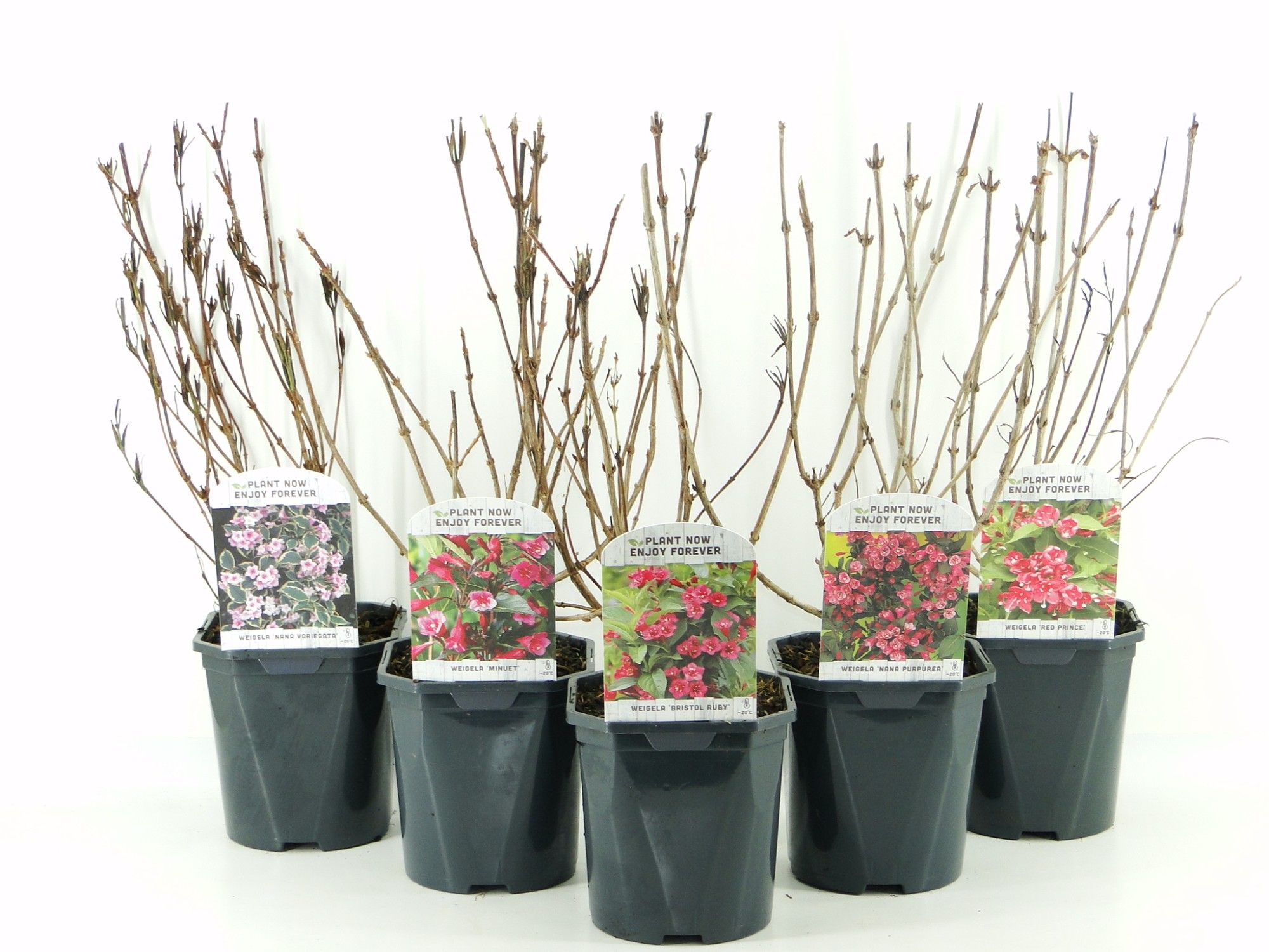 Weigela mix laag, D 17