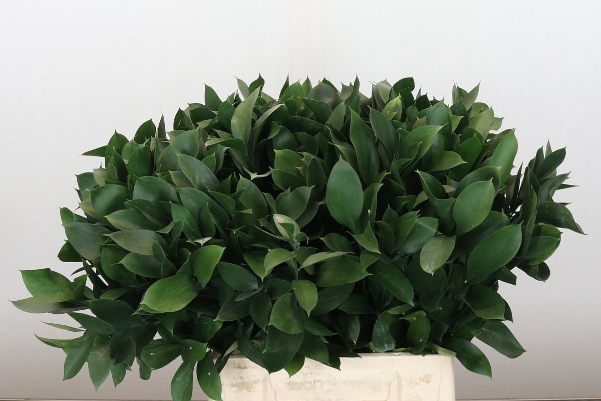 Рускус Израильский 45, шт.