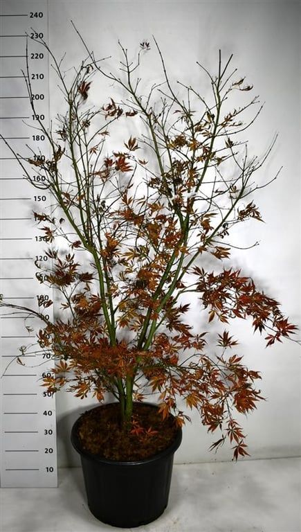 Acer pal. 'Summer Sunset', D 54