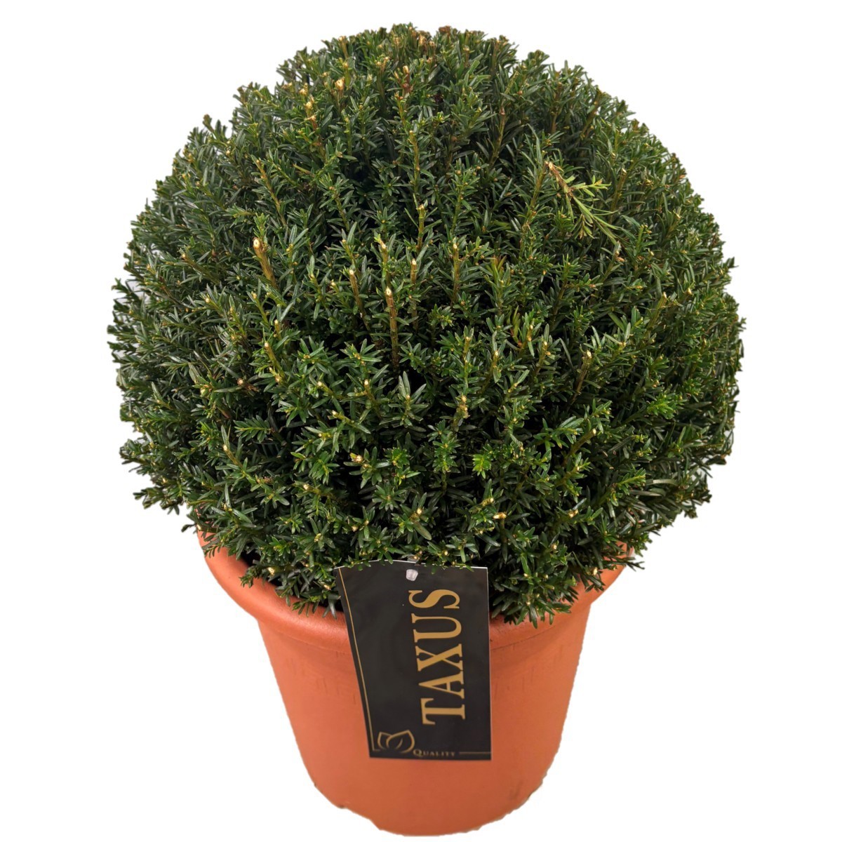 Taxus media 'Groenland' Bol p24 (th) 30-35 ©, D 24