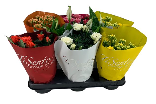 Bloeimix 10,5 cm moederdag, D 12