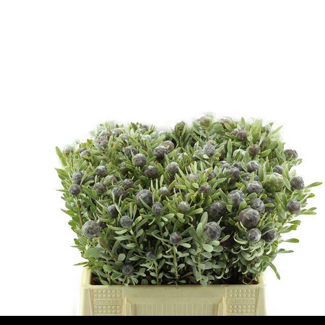 Леукадендрон Пубесценс 40, шт.