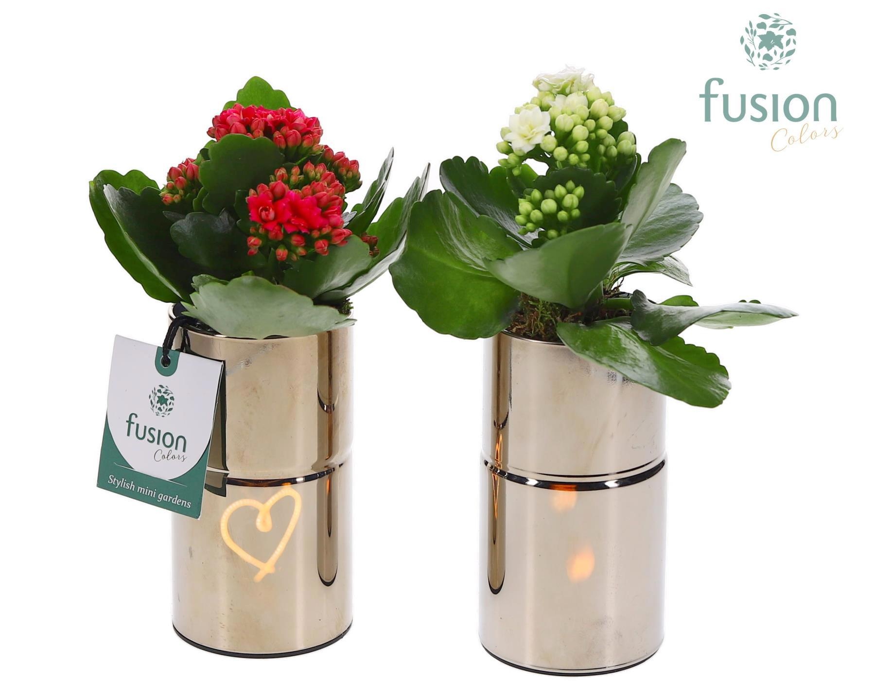 LED Glas tube planter met Kalanchoe, D 7