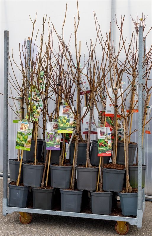 Mix CC Laagstam Fruitbomen 29 x laagstam bomen, D 24