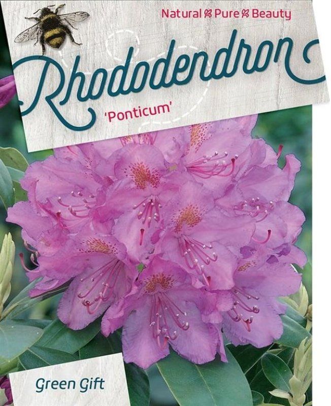 Rhododendron ponticum, D 38