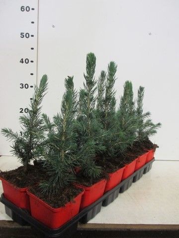 Picea pungens Super Blue 12-18, P9, D 9 cm