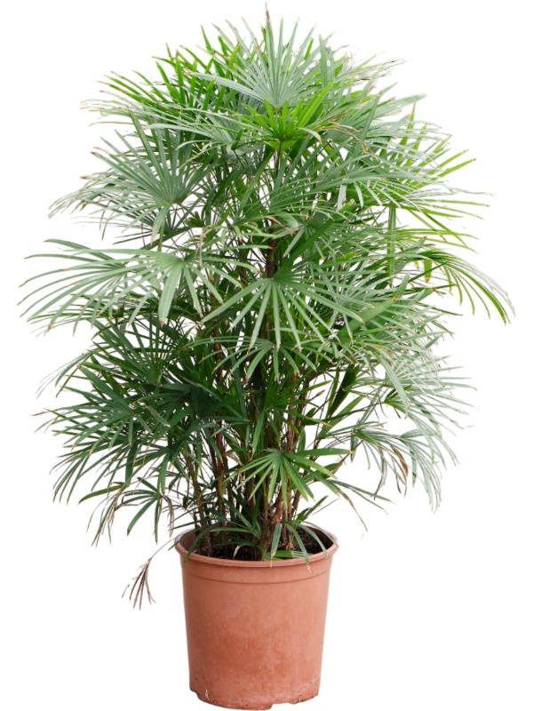 Rhapis multifida, D 30