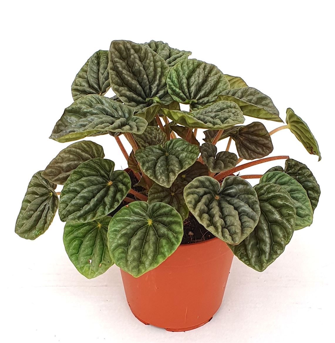 Peperomia caperata luna Grey, D 12